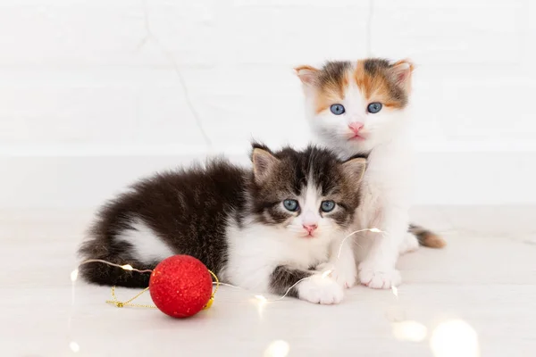 Two cute little cat kitten looking at the camera with christmas decorations red ball new year concept — Stock Photo, Image