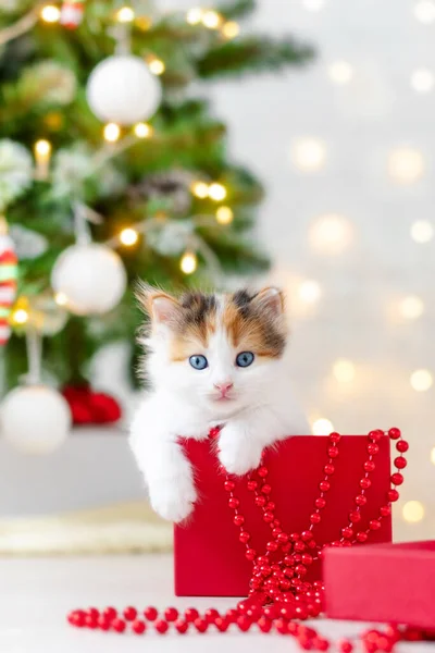 Kleine lustige Katzenkätzchen sitzt in einer roten Schachtel als Weihnachtsgeschenk auf dem Hintergrund eines Weihnachtsbaums im Dekorationskonzept von Neujahr und Weihnachten — Stockfoto