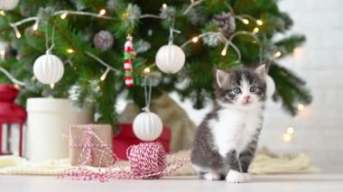 little cute funny kitten cat yawns on the background of christmas tree concept of new year and christmas