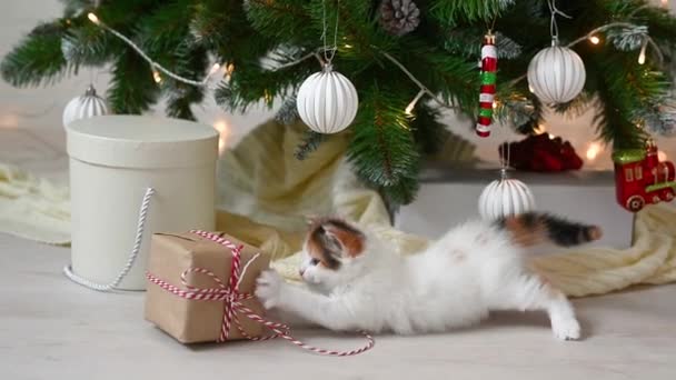 Pouco bonito engraçado gatinho jogar no fundo da árvore de natal ano novo e conceito de natal — Vídeo de Stock