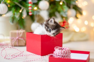 Küçük komik kedicik Noel ağacının arka planında Noel hediyesi olarak kırmızı bir kutuda oturuyor. Yeni yıl ve yeni yıl dekorasyonu konseptinde.
