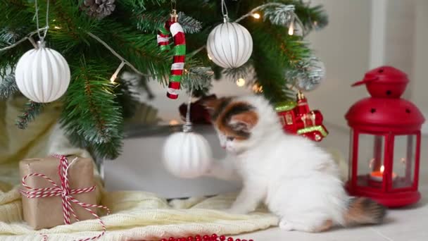 Liten söt rolig kattunge katt leker med nyår dekorationer på bakgrunden av julgran nytt år och jul koncept — Stockvideo