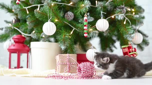 Little cute funny kitten cat playing with new year decorations on the background of the christmas tree new year and christmas concept — Stock Video