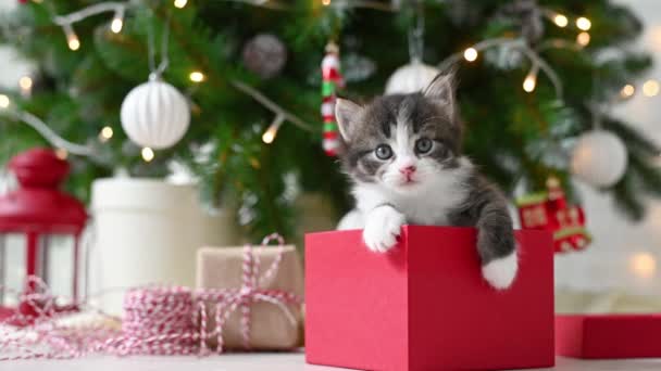 クリスマスツリーの背景に新しい年の装飾とクリスマスのコンセプトで遊んでかわいい面白い子猫猫 — ストック動画