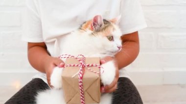 Küçük sevimli tüylü kedi evde yeni yıl hediyesiyle dans ediyor.