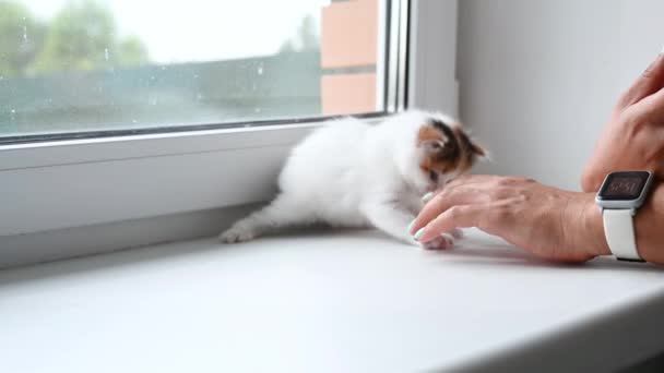 Kvinna leker med söt fluffig kattunge hemma på fönstret — Stockvideo