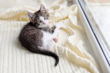 Şirin kahverengi kedicik evdeki pencerenin önünde oturmuş kameraya yakından bakıyor.