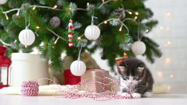 Little cute funny kitten cat playing with new year decorations on the background of the christmas tree new year and christmas concept — Stock Video