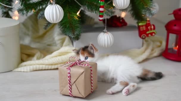새 해복을 가지고 노는 귀엽고 귀여운 고양이 크리스마스 트리 새해 장식 과 크리스마스 컨셉트를 배경으로 — 비디오