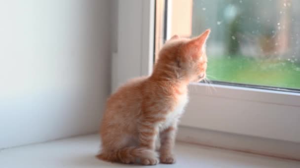 Pequeno gatinho bonito gengibre gato senta-se no peitoril da janela olha para fora da janela à tarde na primavera — Vídeo de Stock