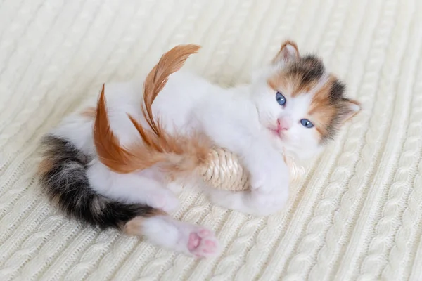 Little cute kitten cat playing with a toy mouse at home on a white background — Stock Photo, Image