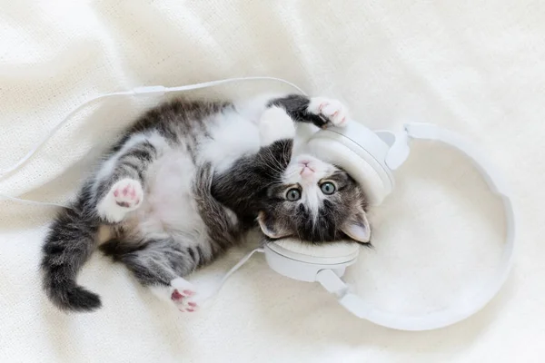 Cute fluffy kitten cat in white musical headphones on a white background Obrazek Stockowy