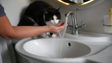 Yumuşak kedi çeşme suyu içerken komik