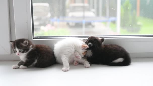 Üç sevimli pofuduk kedicik evdeki pencerede oynuyor. — Stok video
