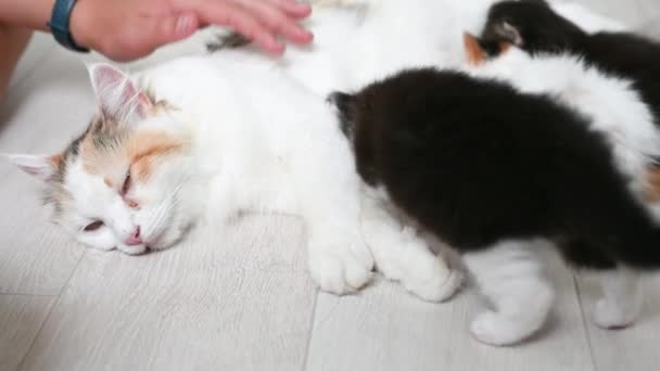 Три маленькі милі пухнасті кошенята, які грають на домашній підлозі з котячою матір'ю, що п'є молоко — стокове відео
