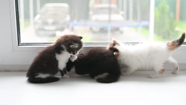 Trzy słodkie puszyste kotek kot gra na oknie w domu — Wideo stockowe