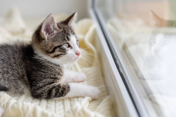 Niedliche braune Kätzchen Katze sitzt auf dem Fenster zu Hause und schaut in die Kamera aus nächster Nähe — Stockfoto