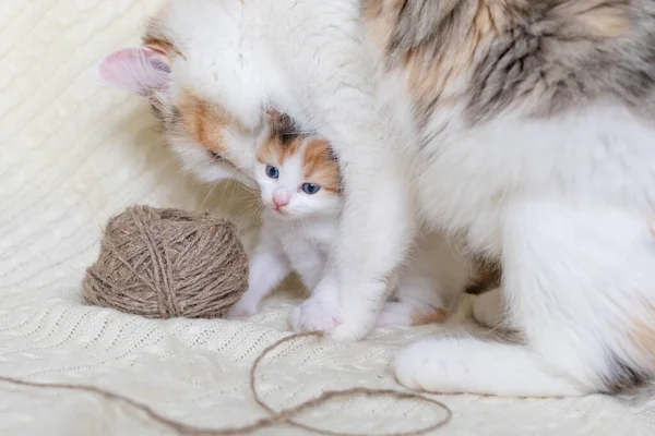 Aranyos bolyhos macska megnyalja egy kicsi szép cica otthon egy fehér háttér — Stock Fotó