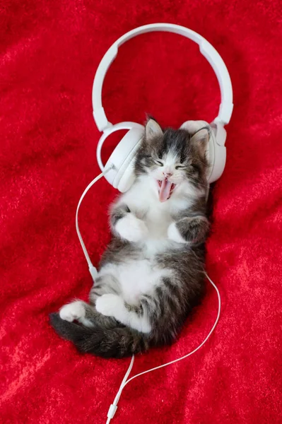 Cute fluffy kitten cat in white musical headphones on a red background — Stock Photo, Image