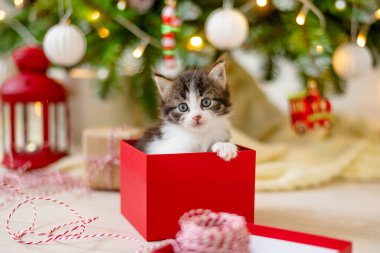 Küçük komik kedicik Noel ağacının arka planında Noel hediyesi olarak kırmızı bir kutuda oturuyor. Yeni yıl ve yeni yıl dekorasyonu konseptinde.