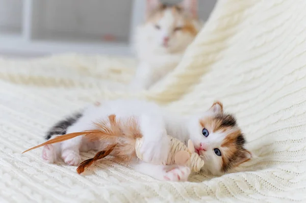 Pequeño lindo gatito gato jugando con un juguete mouse en casa en un blanco fondo — Foto de Stock