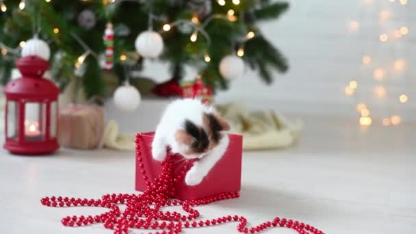 Liten söt rolig kattunge katt leker med nyår dekorationer på bakgrunden av julgran nytt år och jul koncept — Stockvideo