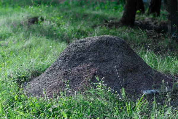 Enorme mierenhoop met grote rode mieren in het bos dichtbij — Stockfoto
