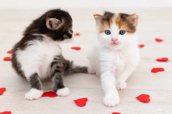 İki sevimli kedi yavrusu kırmızı kalp sevgililer günü konseptine bakıyor. — Stok fotoğraf
