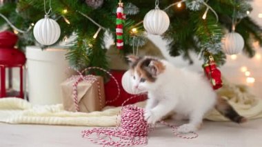 Noel ağacının arka planında yeni yıl süslemeleri ve yeni yıl konseptiyle oynayan sevimli kedi yavrusu.