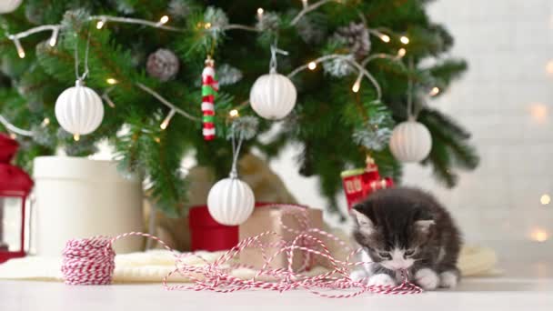 Маленький милий кумедний кошеня, який грає з новорічними прикрасами на фоні новорічної ялинки та новорічної концепції — стокове відео