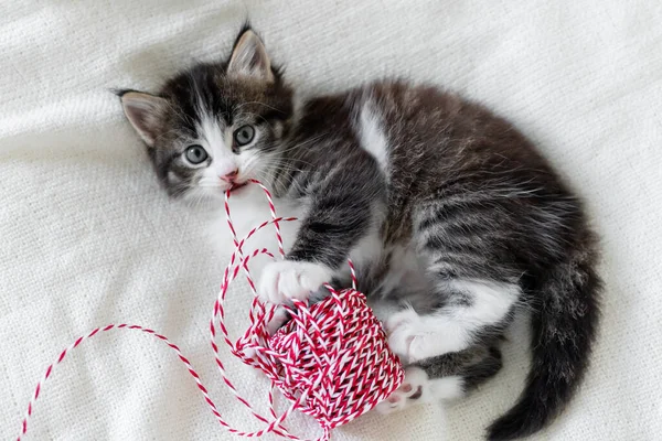 Schattig klein kat kitten kijken naar de camera met kerst decoraties nieuwjaar concept. — Stockfoto