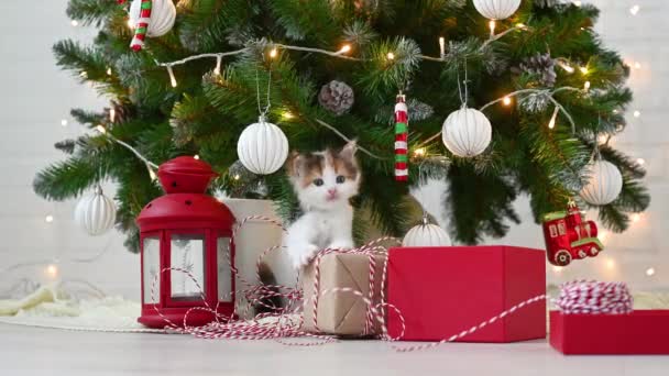 Liten söt rolig kattunge katt leker med nyår dekorationer på bakgrunden av julgran nytt år och jul koncept — Stockvideo