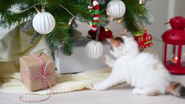 Liten söt rolig kattunge katt leker med nyår dekorationer på bakgrunden av julgran nytt år och jul koncept — Stockvideo