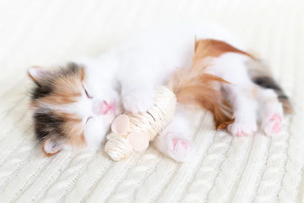 Little cute kitten cat playing with a toy mouse at home on a white background — Stock Photo, Image