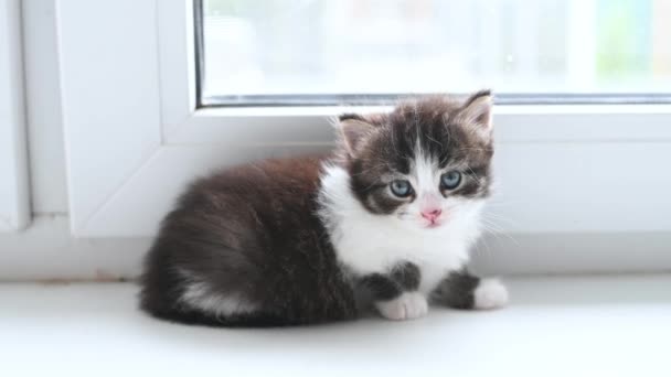 Pequeno fofo gatinho fofo gato jogando em casa na janela — Vídeo de Stock