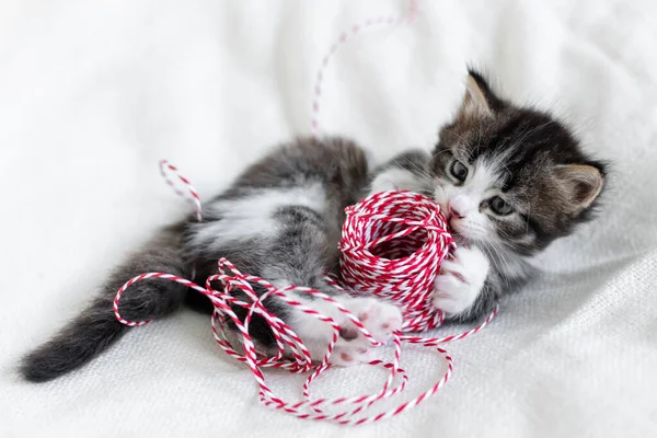 Aranyos kis macska cica nézi a kamera karácsonyi dekorációk újév koncepció. — Stock Fotó