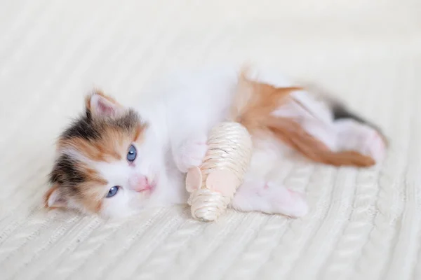 Pequeno gatinho bonito jogar com um brinquedo mouse em casa em um fundo branco — Fotografia de Stock