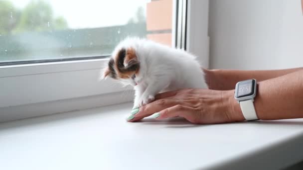 Vrouw spelen met schattig pluizig kitten thuis op het raam — Stockvideo