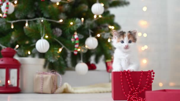 クリスマスツリーの背景に新しい年の装飾とクリスマスのコンセプトで遊んでかわいい面白い子猫猫 — ストック動画
