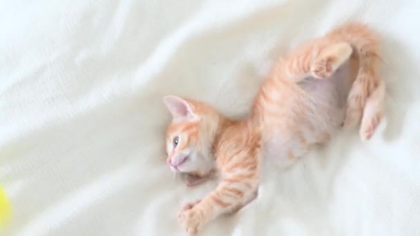 Pouco bonito gengibre gatinho engraçado jogar com um brinquedo close-up em um fundo branco — Vídeo de Stock