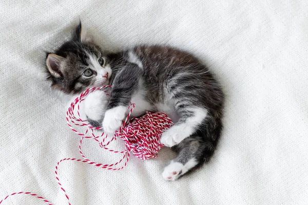 Gatinho gatinho bonito olhando para a câmera com decorações de Natal conceito de ano novo. — Fotografia de Stock