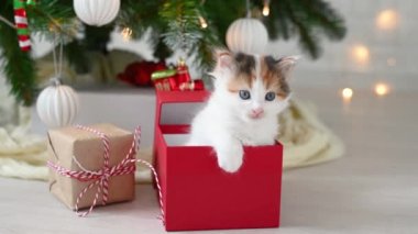 Noel ağacının arka planında yeni yıl süslemeleri ve yeni yıl konseptiyle oynayan sevimli kedi yavrusu.