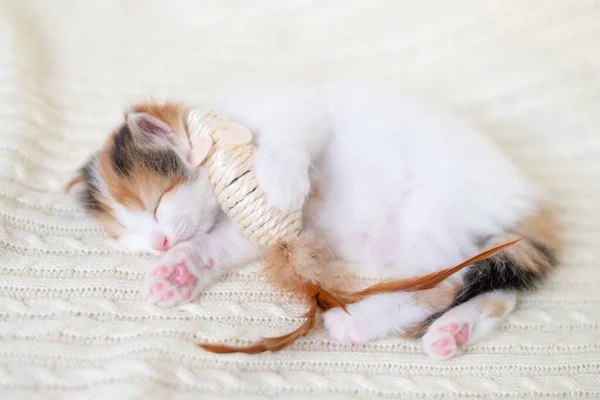 Klein schattig katje kat spelen met een speelgoed muis thuis op een witte achtergrond — Stockfoto
