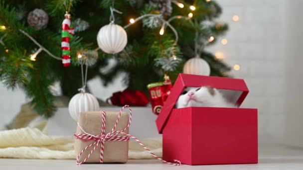 Pequeño gatito divertido lindo jugando con decoraciones de año nuevo en el fondo del árbol de Navidad año nuevo y el concepto de Navidad — Vídeo de stock