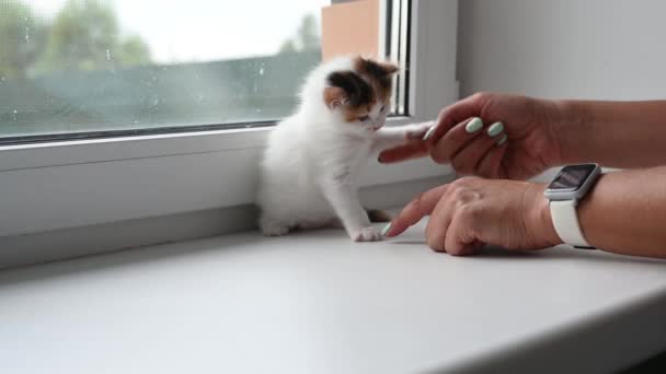 Женщина играет с милым пушистым котенком дома на окне — стоковое видео