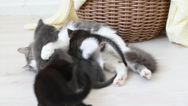 Carino grigio soffice gatto alimenta quattro gattini — Video Stock