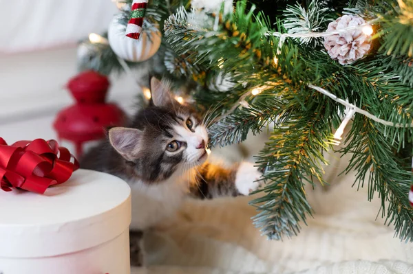Trochę słodkie śmieszne kotek gra z dekoracji nowego roku na tle choinki nowy rok i koncepcja Bożego Narodzenia Zdjęcia Stockowe bez tantiem