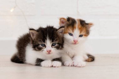 İki sevimli kedi yavrusu Noel süsleriyle kameraya bakıyor.