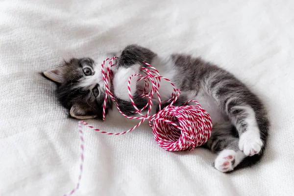 Schattig klein kat kitten kijken naar de camera met kerst decoraties nieuwjaar concept. — Stockfoto