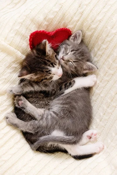 Dos lindos gatitos durmiendo sobre un fondo blanco San Valentín concepto de día — Foto de Stock